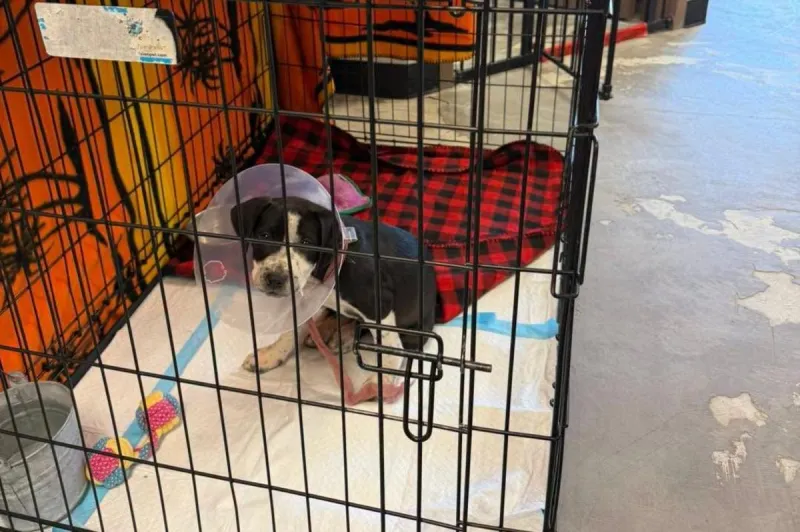 Yakima Humane Society Says Now Is the Time to Adopt