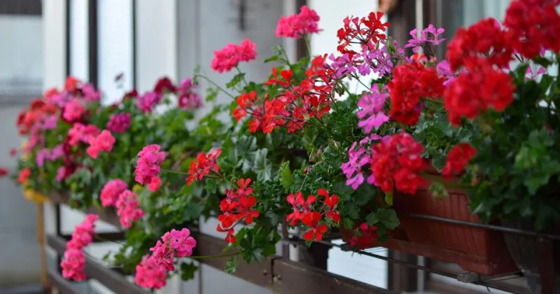 Kelso Garden Club to meet at Kelso church