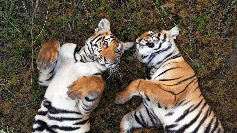 Preview of Tiger Island: Part Two