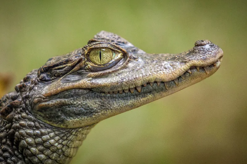 Wrangle Alligators With Expert Justus Humble