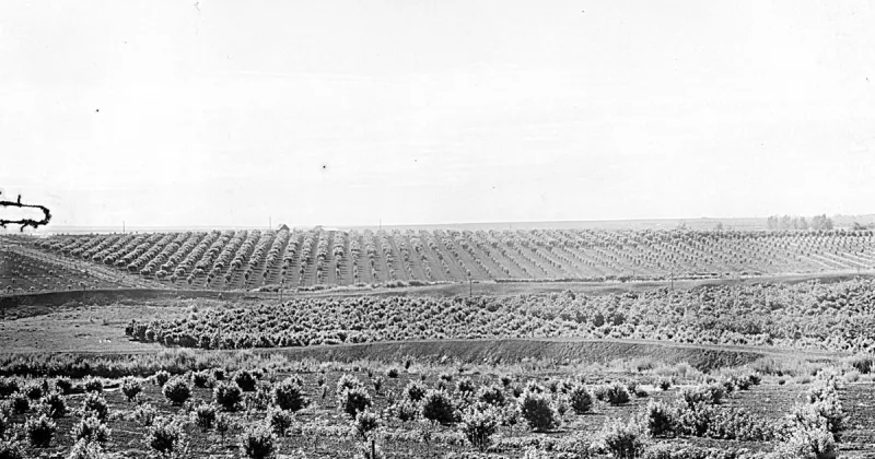 It Happened Here: Commercial fruit growing starts in Valley in 1887