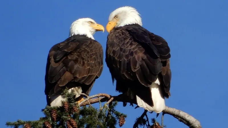 Lummi Nation member pleads guilty to killing two bald eagles, illegal gun possession