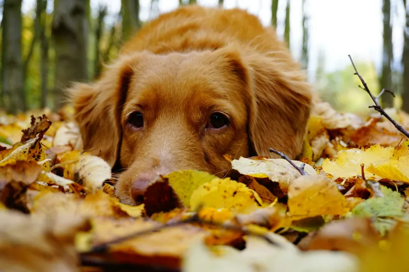 Send In Your Fall/ Halloween Pet Photos