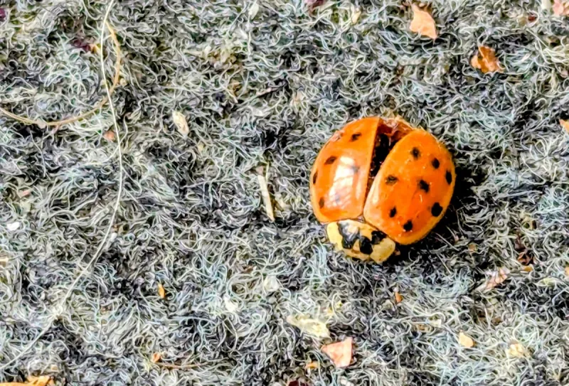 If You See These Bugs Trying to Invade Your Home, Don't Let Them