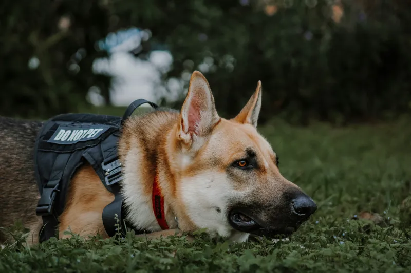Yakima Police K-9 Zorro Retires After 8-Year Career