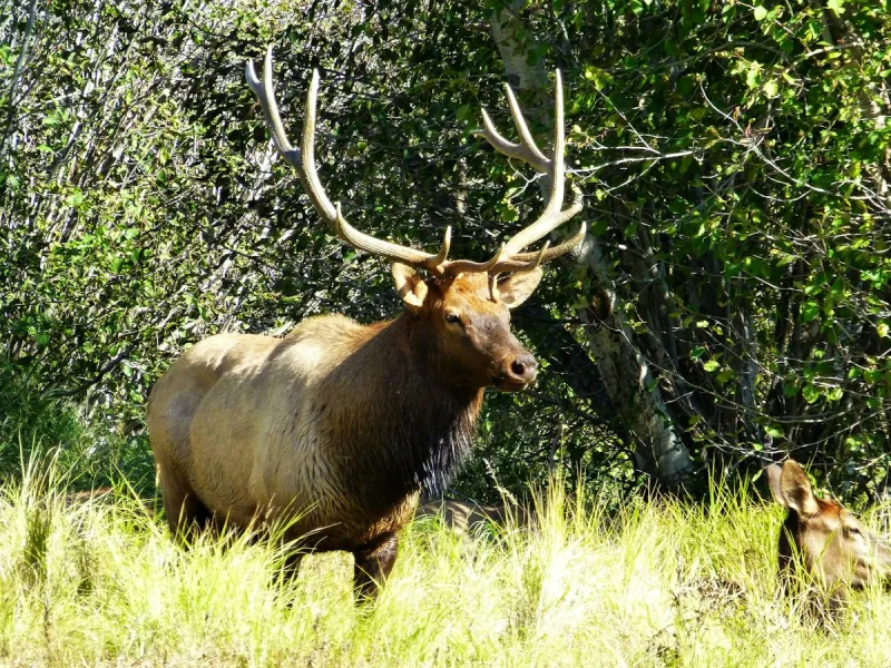 Whidbey Island's Most Famous Resident Bull Elk Bruiser Passes