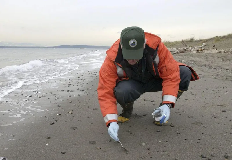 Razor Clam Season in WA Postponed