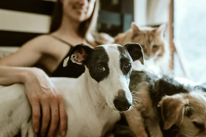 Yakima Humane Society Offers Adoption and Vaccine Events