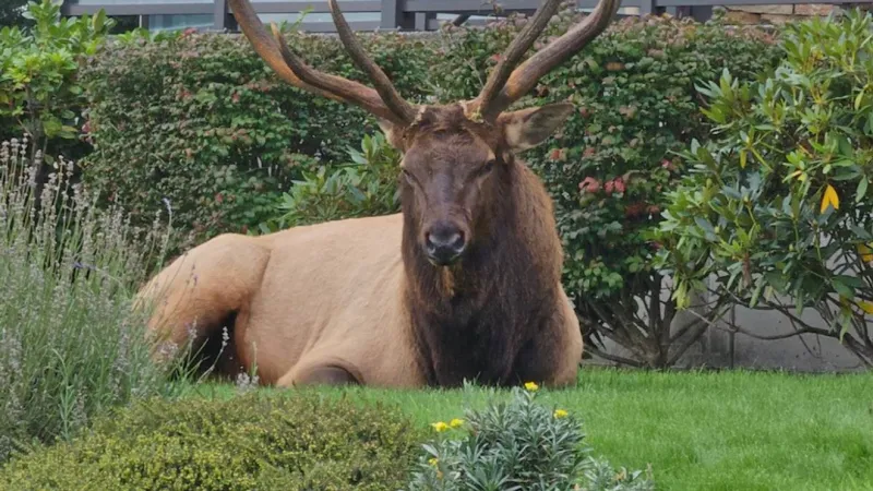 Beloved Whidbey Island elk Bruiser dies after 14 years as island icon