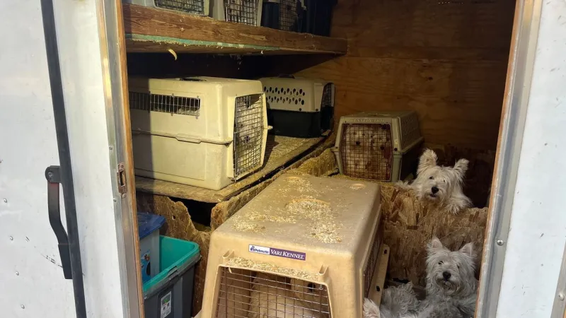 68-year-old man accused of keeping 40-plus terriers in cramped trailer appears in court