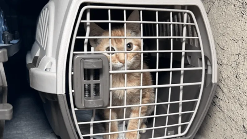 44 cats removed from Sumner apartment after owner's death, officials say