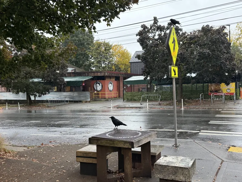 Slog AM: Seattle Schools Get Weapons Detectors, Pentagon Will Livestream Firing Squad Execution, a Moose Got Stuck in a Skate Park