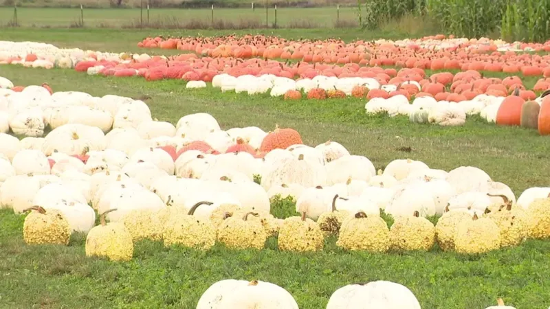 Pumpkin patches on weather preparation nearly one year after record floods