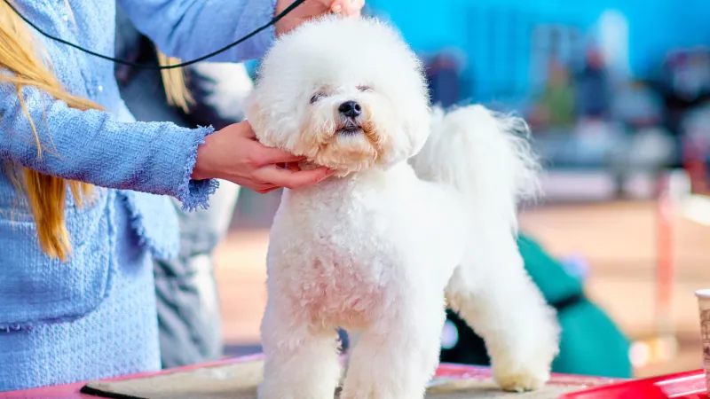 How to find a safe, affordable pet groomer in the Puget Sound area, free access to ratings