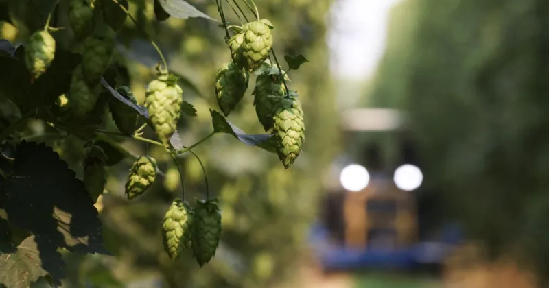 It Happened Here: Hops become a major cash crop for Yakima Valley
