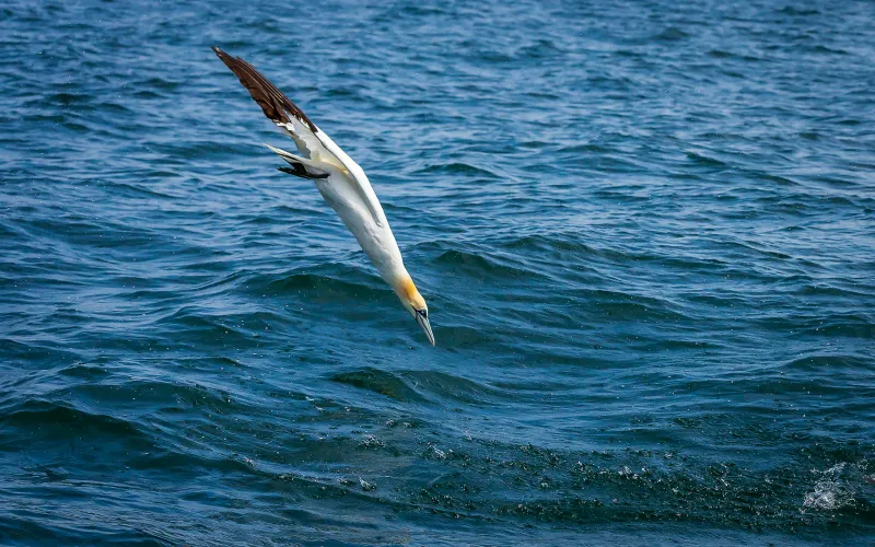 Reinforced vertebrae allow plunge-diving seabirds to survive high-speed impact
