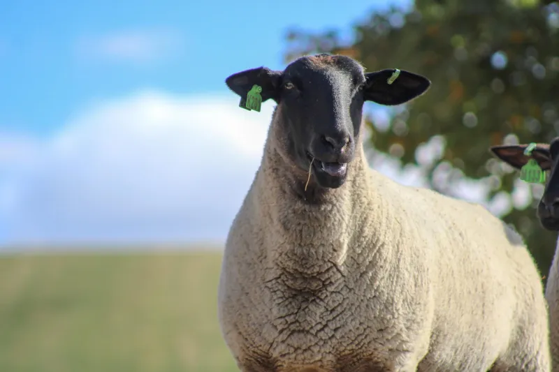 Evergreen Gallery : WSU Vet Med school holds Sheep Festival in Moscow