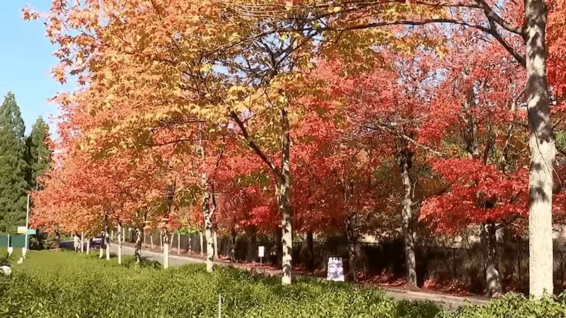 Fall colors emerge across western Washington; lowland peak still ahead