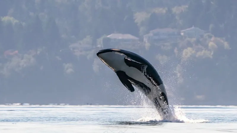 Endangered southern resident orca population increases by 2 whales in latest census