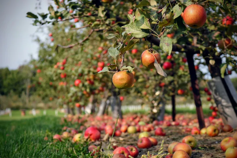 Johnson's Orchards Closing After 4 Generations