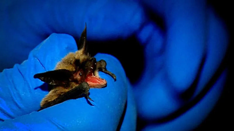 White-Nose Syndrome in Bats