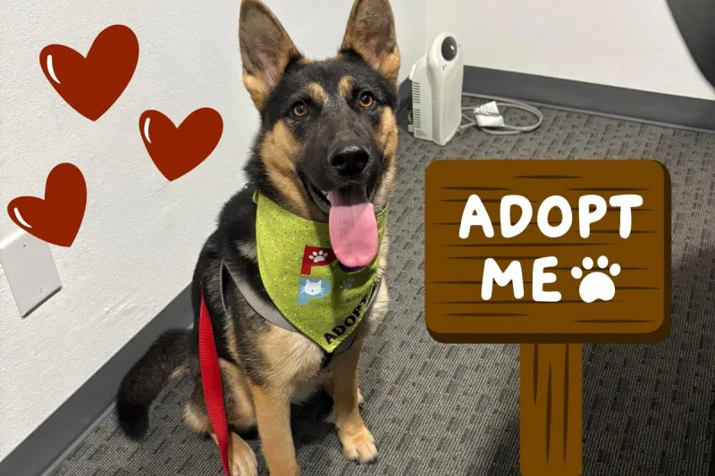 Cinnamon Is Looking for Her Forever Home in the Tri-Cities