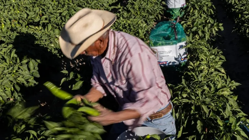 Fourth-generation chile farmer reflects on a difficult growing season