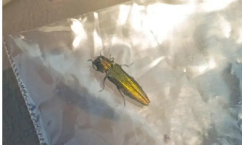 Deadly Tree Killing Insect Now Detected in Walla Walla County