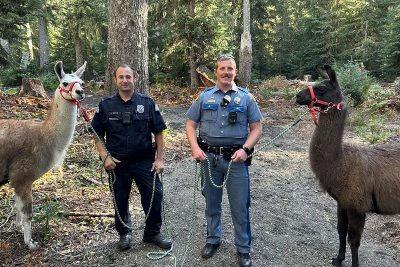 Washington State Troopers Catch Woolly Llamas After 10 Days