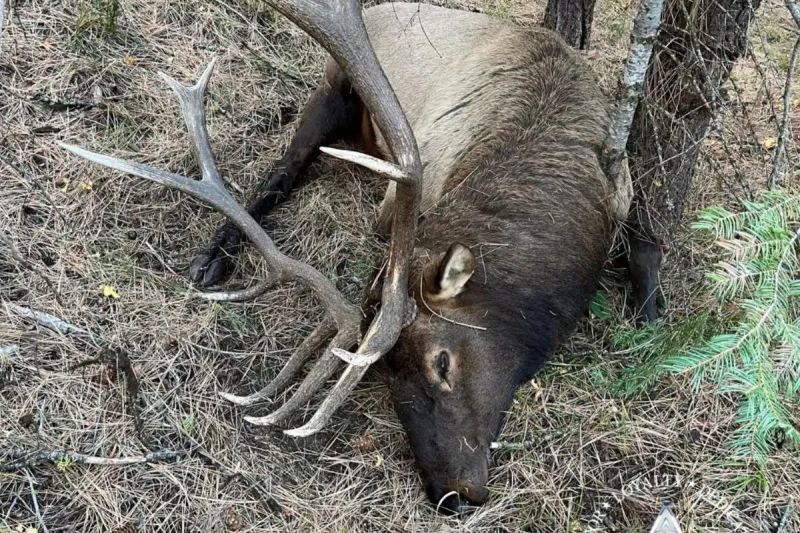 OSP Seek Help Finding Person Who Killed Trophy Bull Elk Illegally