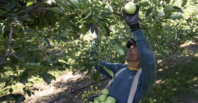 WA farmworkers say they are working fewer hours. There's disagreement as to why