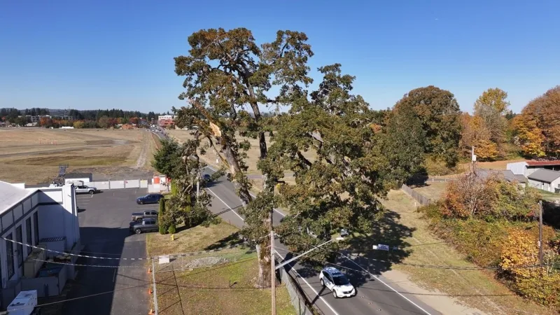 City seeks emergency declaration and state OK before historic Tumwater oak can be pruned