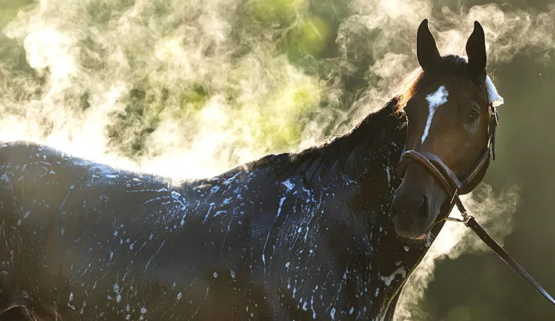 2026 Belmont Stakes Odds: 'I'm Not Sure Golden Tempo Is the Right Horse'