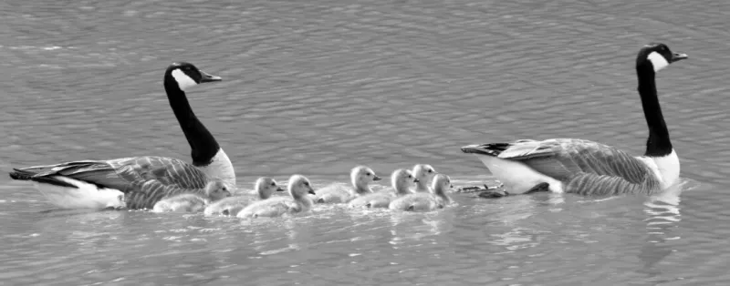 The Way I See It: Geese are the grumpy guests that never leave