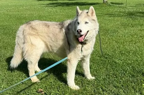 Community Asked to Help in Finding Owners of Dog