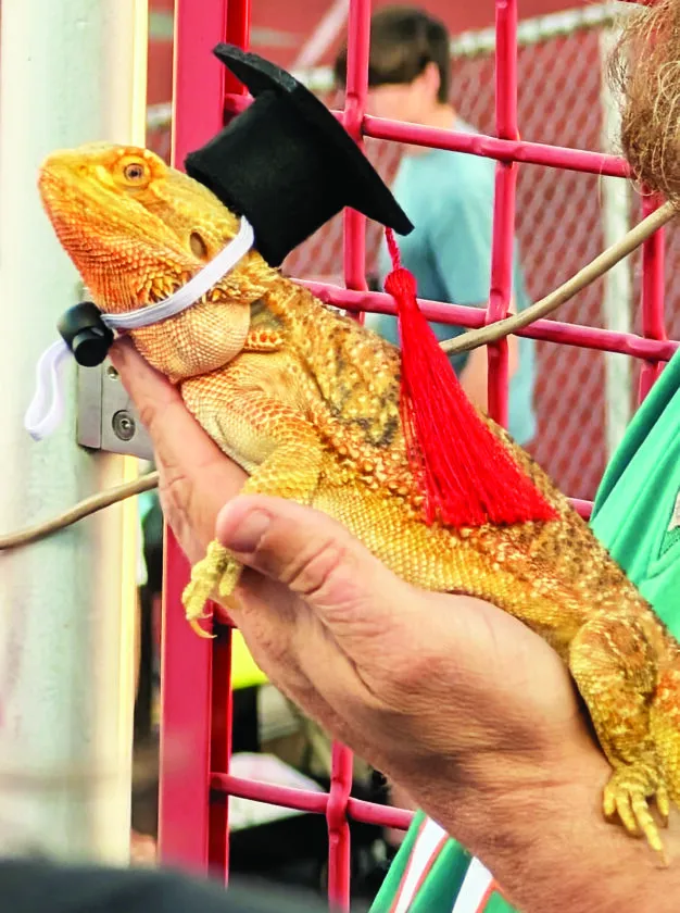 Picture This: How to Train Your Dragon