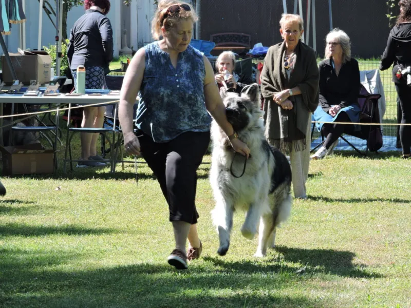 Shiloh Shepherds show off in Weirton