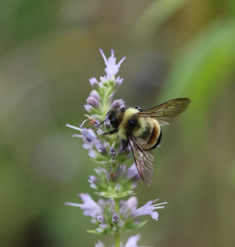U.S. Fish and Wildlife Service finalizes habitat protections for endangered Rusty Patched Bumble Bee