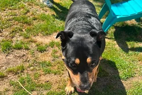 Owner Sought for Dog Found Today on Stout Street