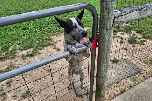 Community Asked to Help in Finding Owners of Dog