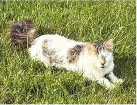 Rabies-positive cat attacked several people in Spring Mills