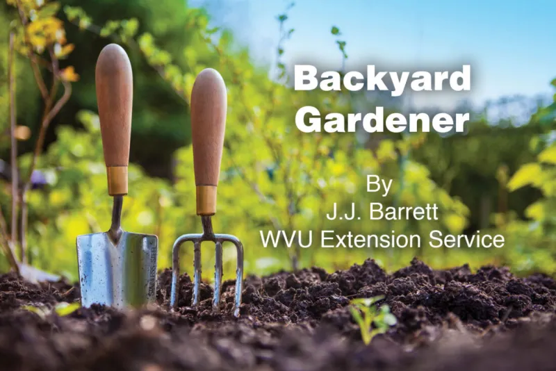 The Backyard Gardener: Watch out for poison hemlock