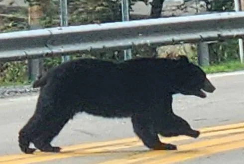 Bridgeport Police Offer Safety Tips as Latest Summer Bear Sighting Reported Near Residential Community