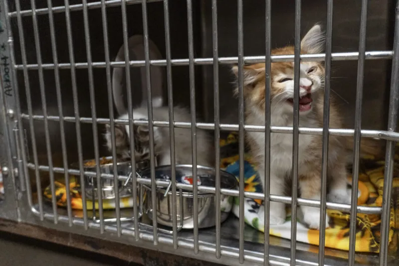 Humane Society of the Ohio Valley asks for help as overcrowding, funding concerns threaten no-kill status