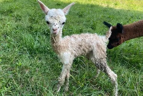 Harrison County Petting Zoo with Over 100 Animals