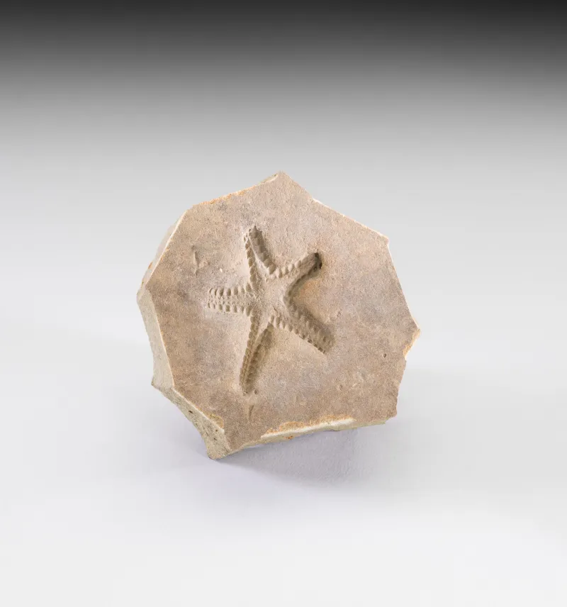 Sea star from millions of years ago found in WV, on display in new Smithsonian exhibit