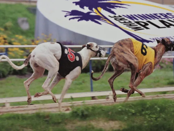 Small Group of W.Va. GOP statehouse lawmakers urge Capito, Justice to support ending greyhound racing
