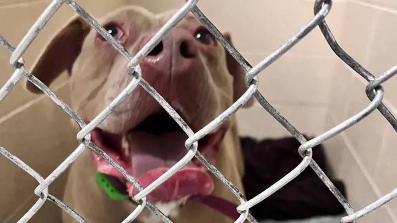 Efforts underway to reconnect dog rescued from deadly I-64 crash with family of driver