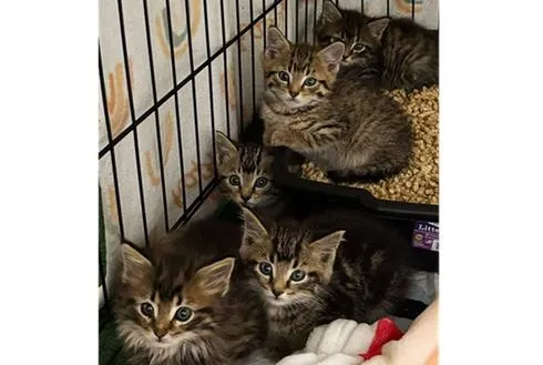Staff at The Bridge Spend Hours Rescuing Kittens from Storm Drain; Seeking Forever Homes for Strays