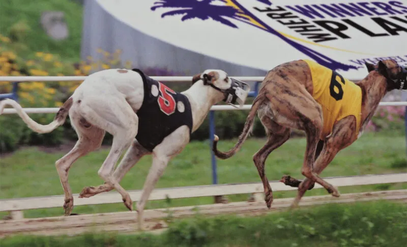 Lawmakers urge ending greyhound racing